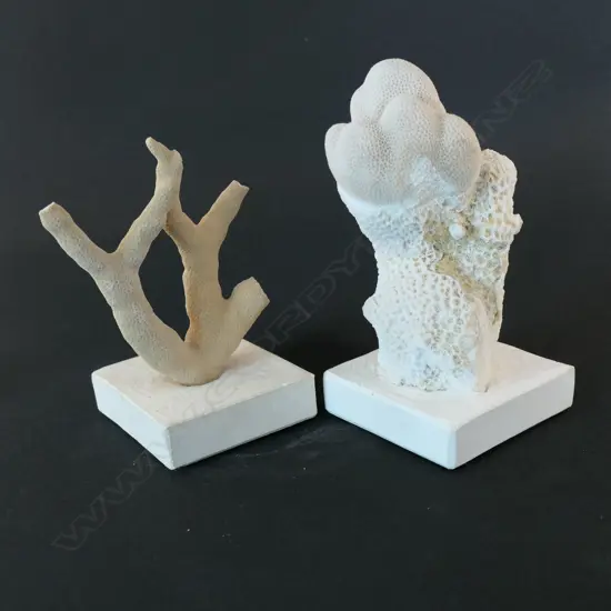 A piece of coral mounted to a base,