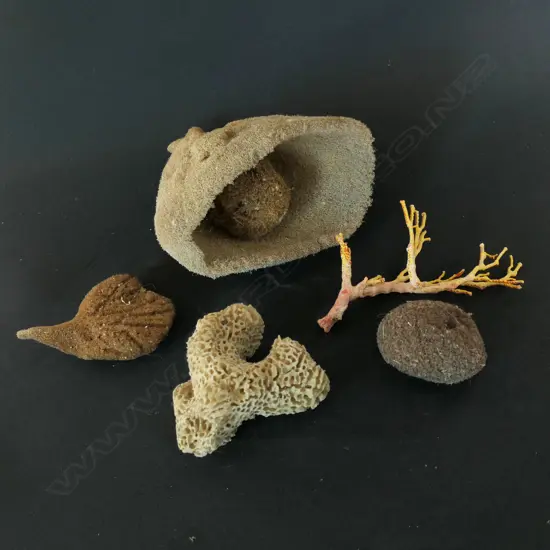 Six assorted species of marine sponges,
