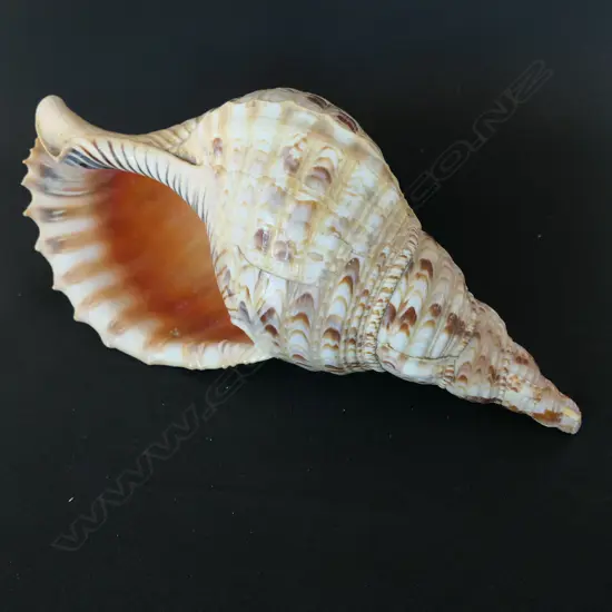 A Giant Triton shell,