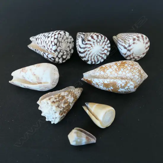 Eight conus shells,