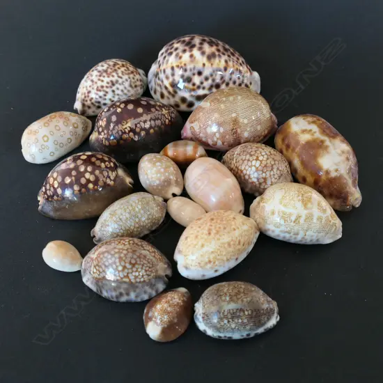 Nineteen large cowrie shells,