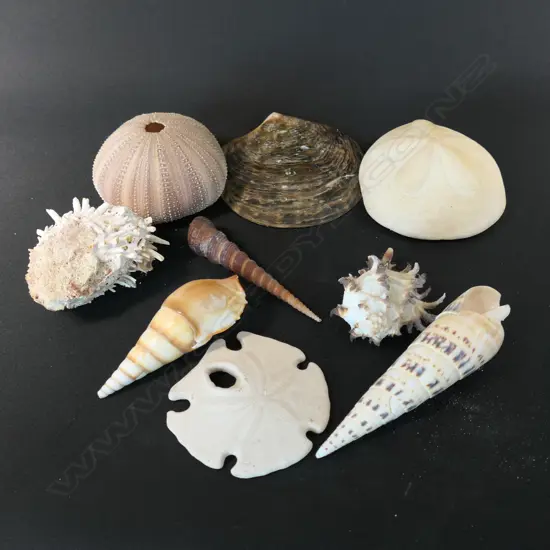 Nine large assorted shells,