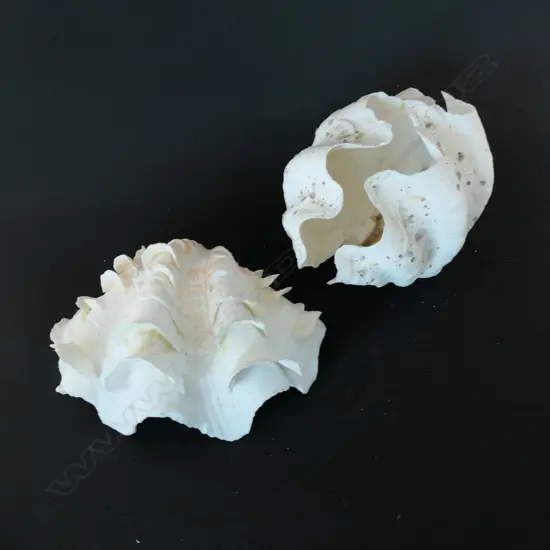 Two clam shells; a giant clam and half fluted ridge clam,