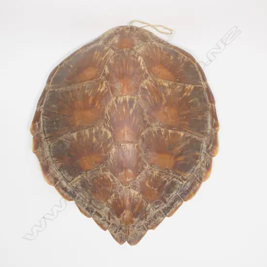 A large turtle shell,