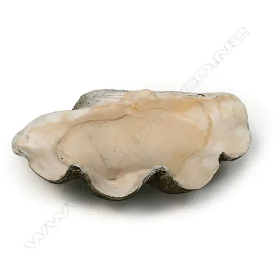 An old giant clam shell,