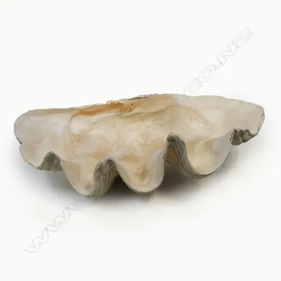 A large giant clam shell,