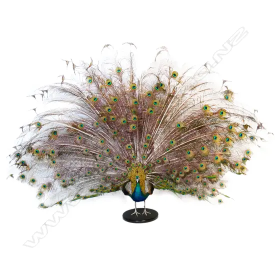 A resplendent taxidermied peacock,