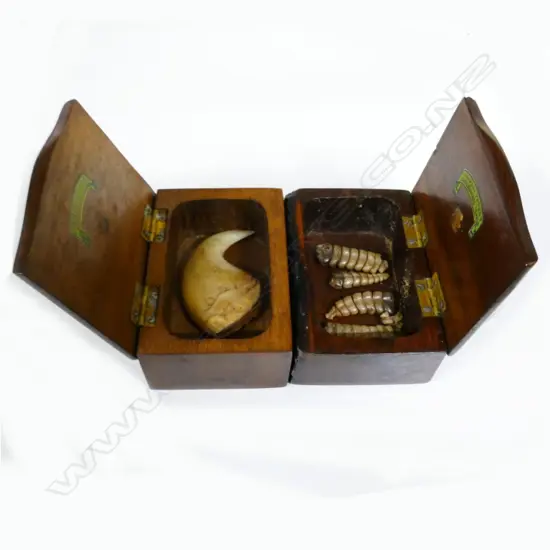 TIGER CLAW+RATTLESNAKE RATTLES