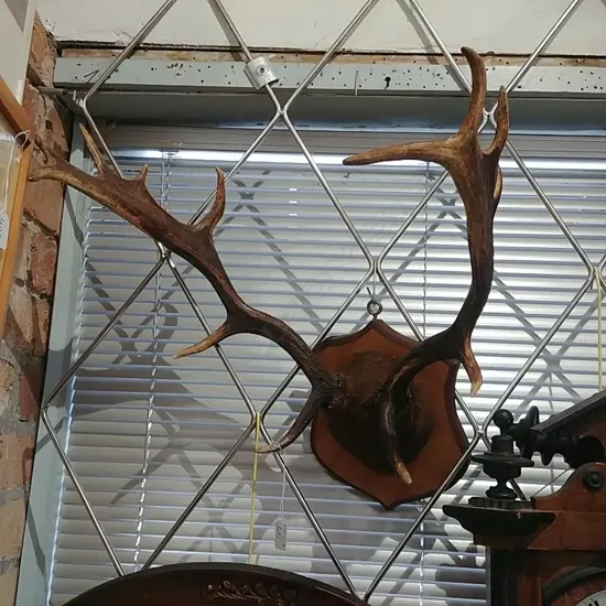 MOUNTED SET OF ANTLERS 