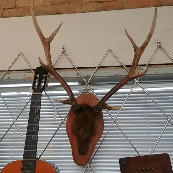 MOUNTED SET OF ANTLERS 