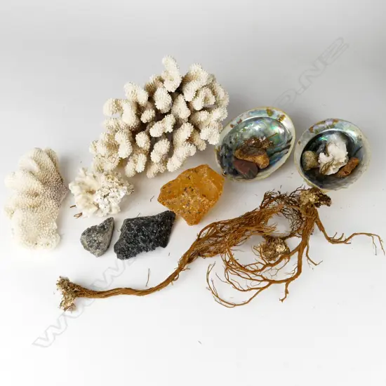 Including one large Digitate and three smaller pieces