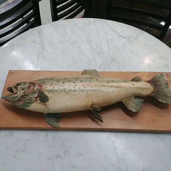 WALL MOUNTED RAINBOW TROUT AF