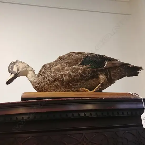 TAXIDERMY FEMALE DUCK