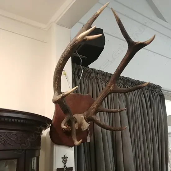 MOUNTED OLD PR STAGS ANTLERS