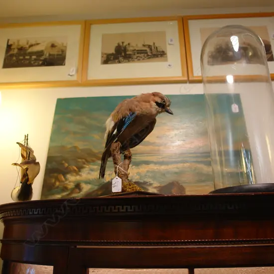TAXIDERMY BIRD ON STAND