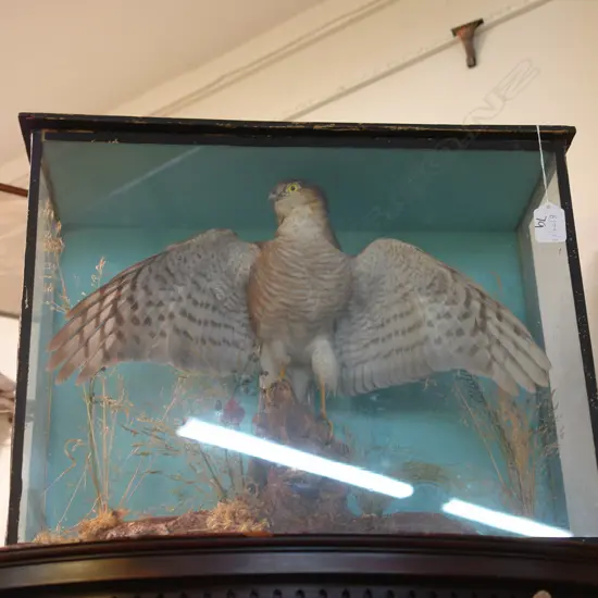 CASED BIRD OF PREY