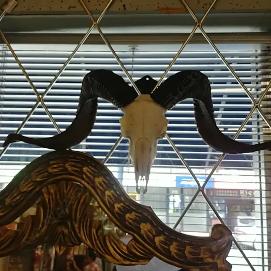 WALL MOUNTED GOAT'S SKELETAL HEAD W HORNS