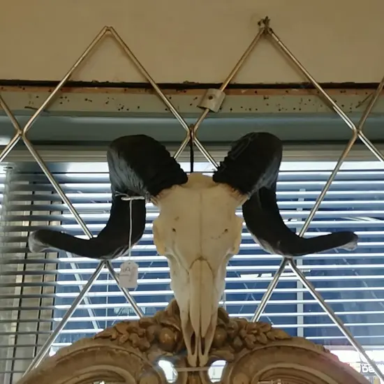 GOAT'S SKELETAL HEAD W HORNS