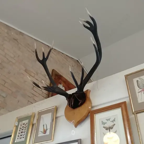 12 POINTERS ANTLER ON SHIELD 