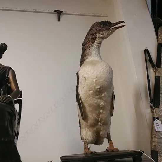 A Little Blue old taxidermy penguin