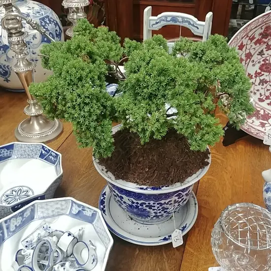 BONSAI - SINGLE TRUNK