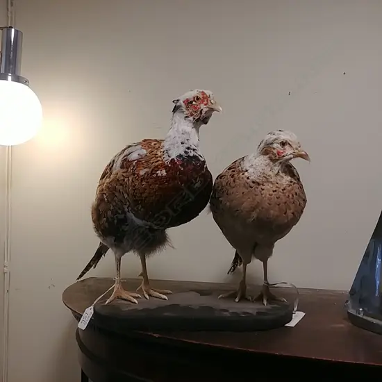 PAIR OF PHEASANTS