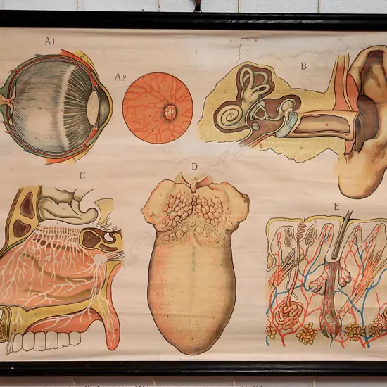 An early/mid 20thC medical wall chart