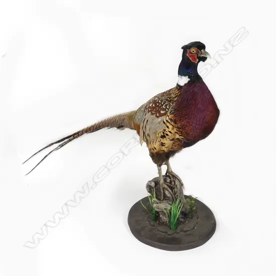 A taxidermy cock pheasant