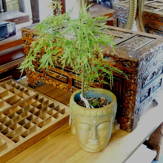 BONSAI MAPLE  POT PLANT