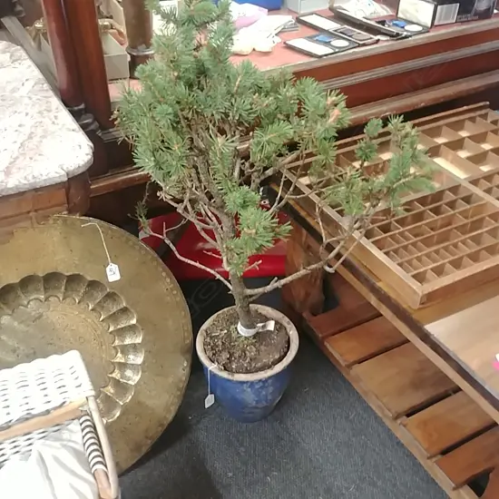 BONSAI SPRUCE POT PLANT