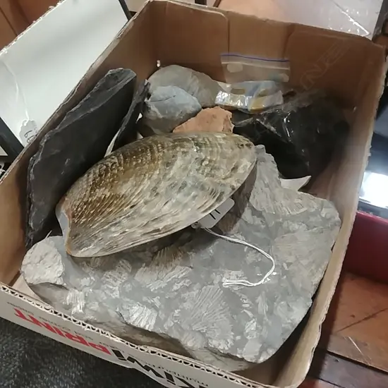 BOX FOSSIL ROCK MOP SHELL ETC
