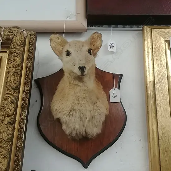 TAXIDERMY YOUNG WALLABY ON SHIELD
