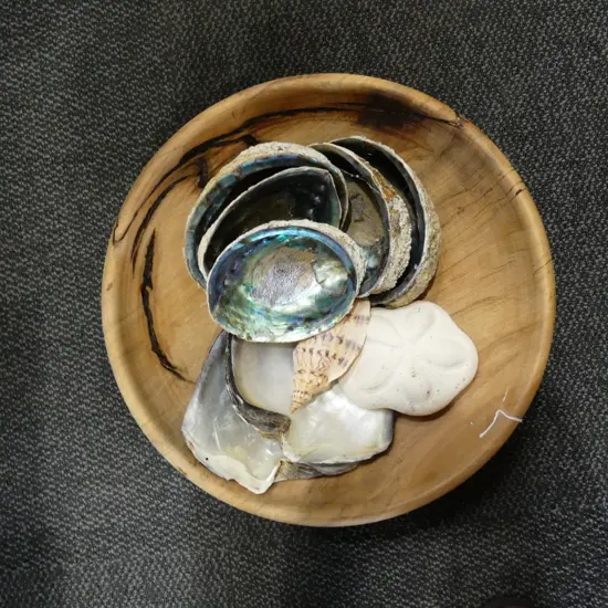 SWAMP KAURI BOWL+ASST SHELLS