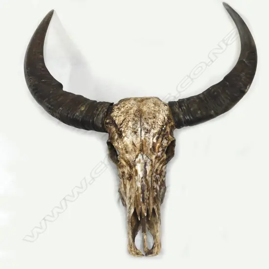 An old ox skull and horns
