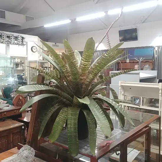 IMPRESSIVE AND LG BROMELIAD PLANT