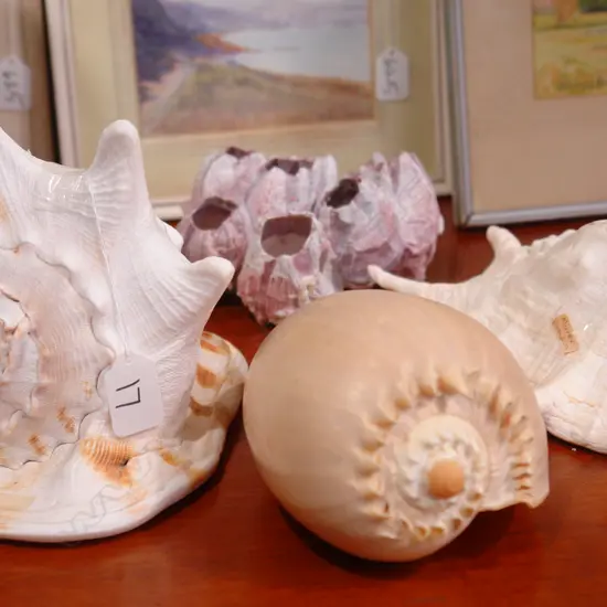 4 LARGE TROPICAL SHELLS