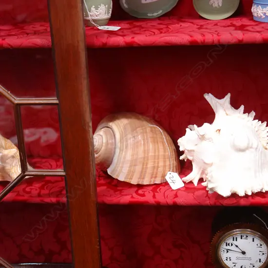 3 LARGE TROPICAL SHELLS