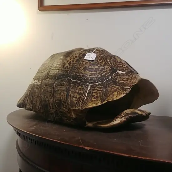 OLD TORTOISE CARAPACE WITH SOME SCUTE