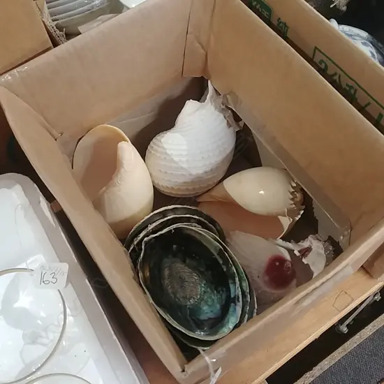 BOX OF SHELLS - PAUA ETC