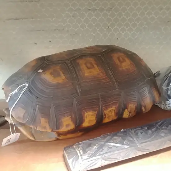 TURTLE SHELL