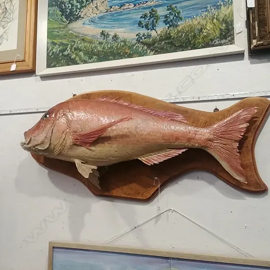 TAXIDERMIED SNAPPER