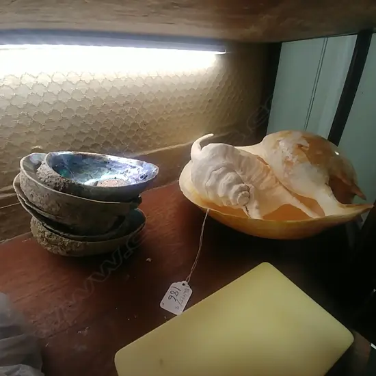 2 LARGE SHELLS + PAUA SHELLS 