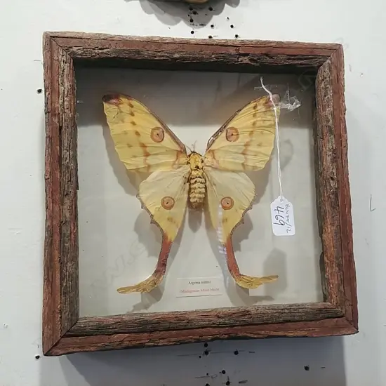 TAXIDERMY MOTH IN FRAME 