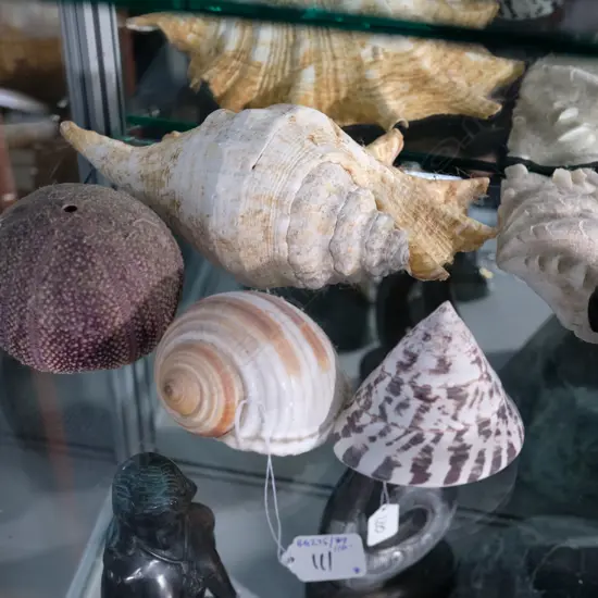 COLLECTION WORLD SHELLS 