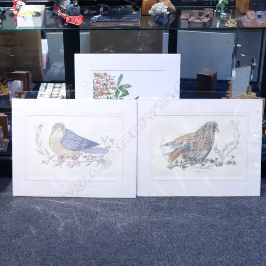TWO H/C BIRD ENGRAVINGS RED KITE AND MERLIN. PLATE W. 450MM H. 300MM + OTHER PRINT