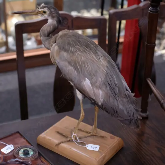 TAXIDERMY AUSTRALIAN WHITE FACED HERON 