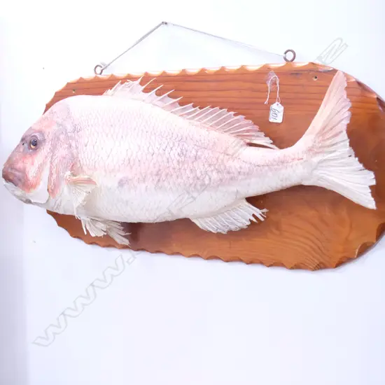 LARGE SNAPPER MOUNT ON BOARD. FISH W. 800MM X H. 260MM