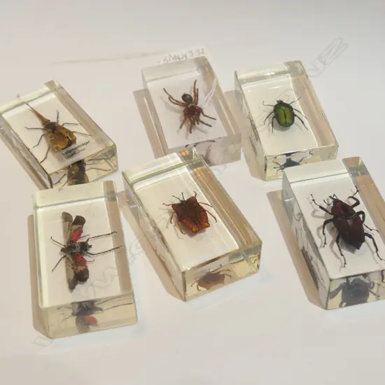 ASSORTED VINTAGE INSECTS IN ACRYLIC