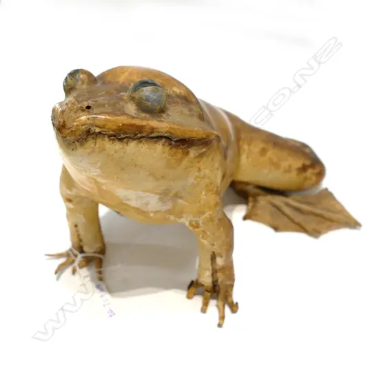 LARGE TAXIDERMY FROG