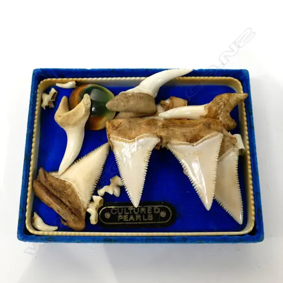 BOX OF SHARK TEETH